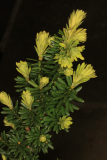 Linaria vulgaris RCP4-2019 (81).JPG